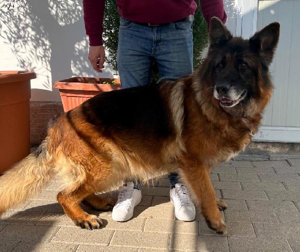 EROS BELLISSIMO PASTORE TEDESCO Foto 2